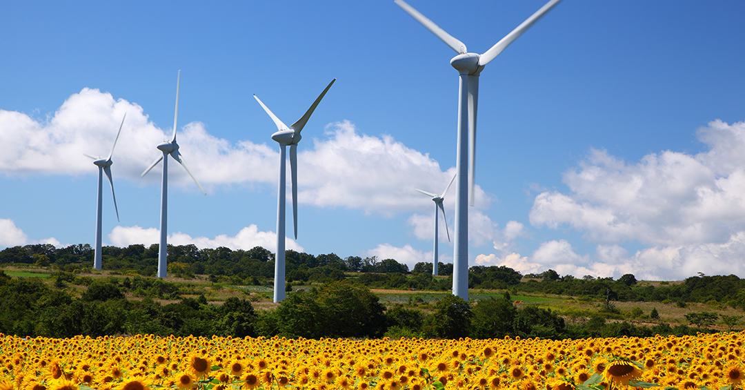 Windmills and sunflowers