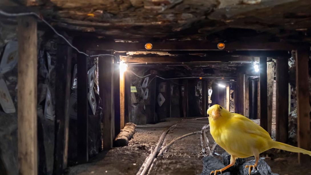 A canary in a coal mine